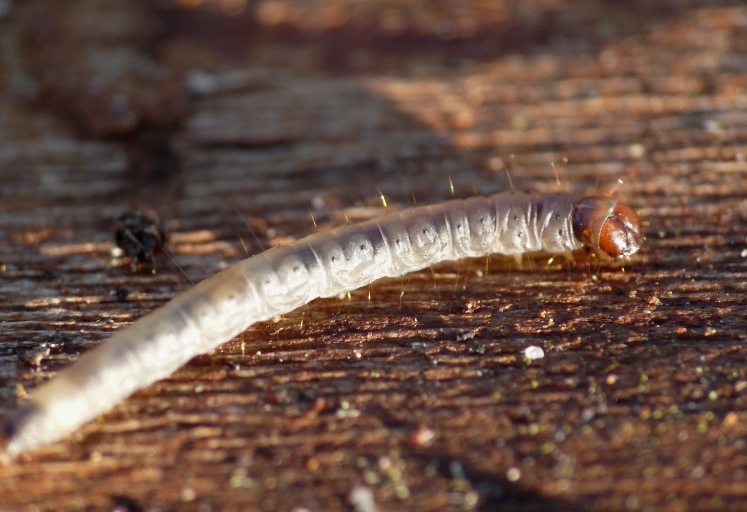 Larva sotto la corteccia